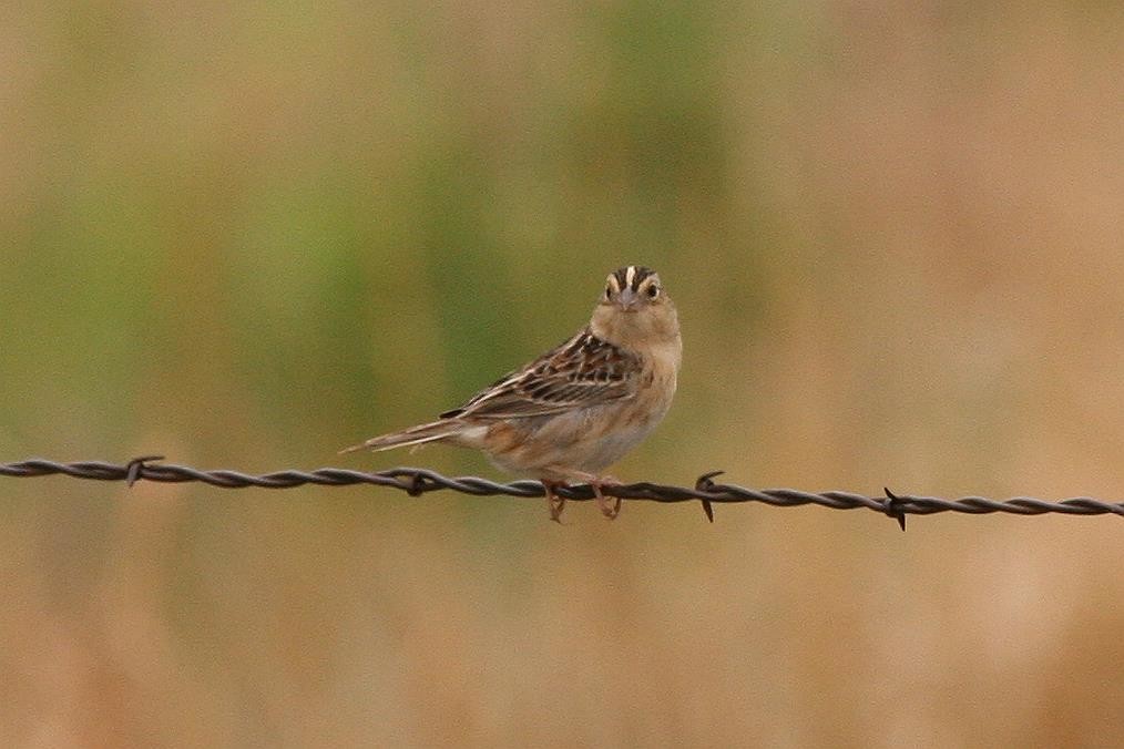 Grasshopper Sparrow - Jonathan Plissner