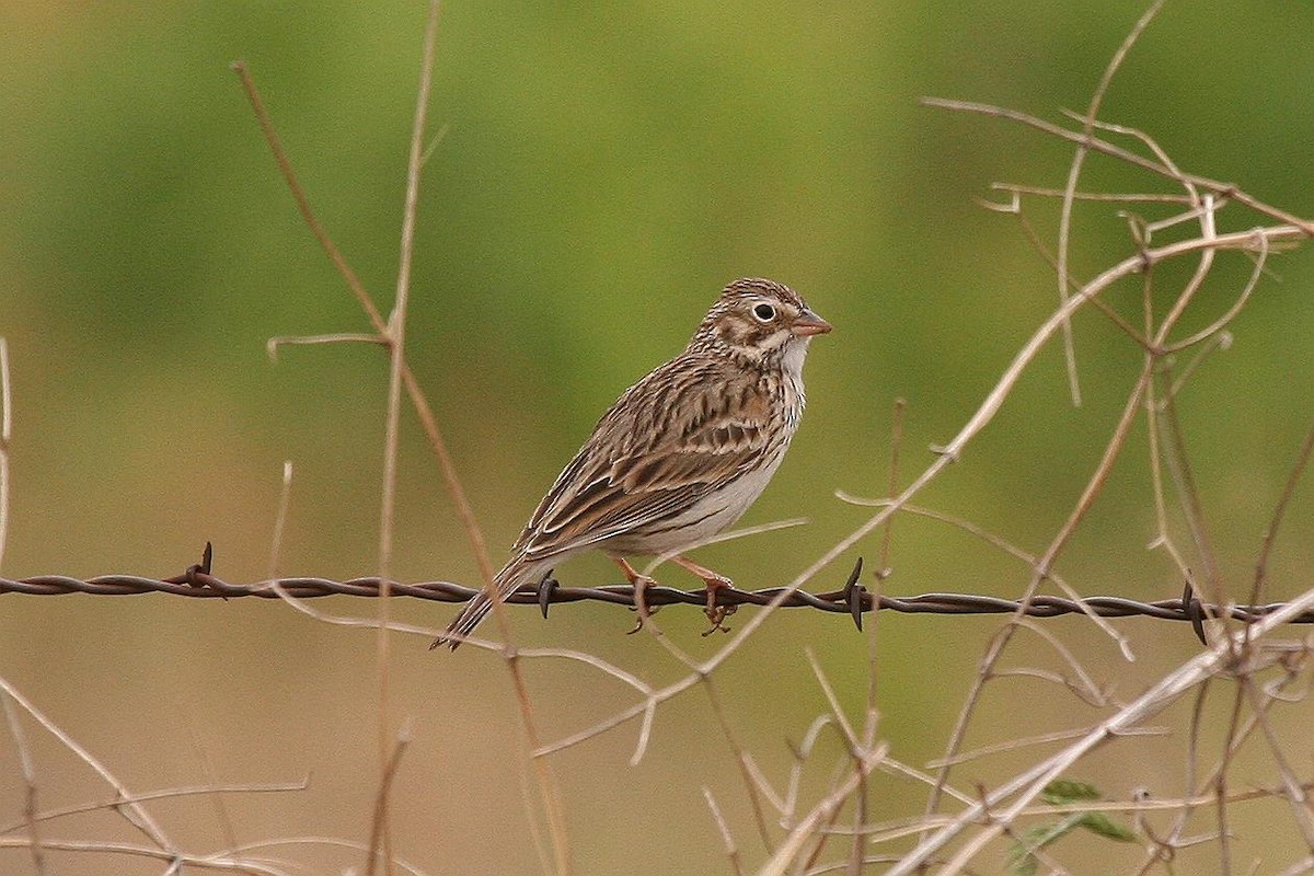 Vesper Sparrow - ML70898081