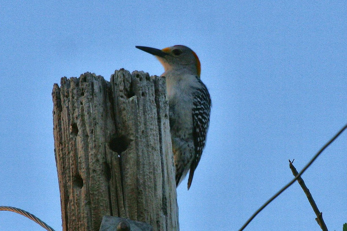 Golden-fronted Woodpecker - Jonathan Plissner