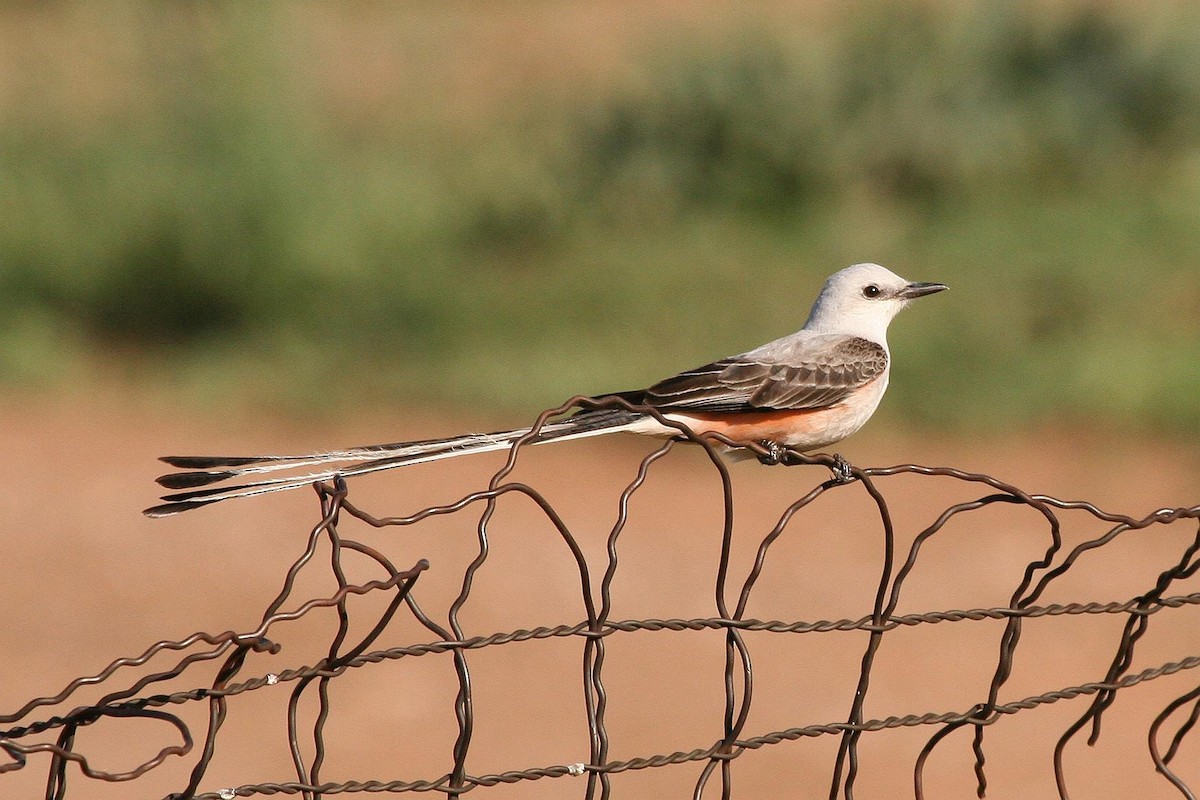 Scissor-tailed Flycatcher - Jonathan Plissner