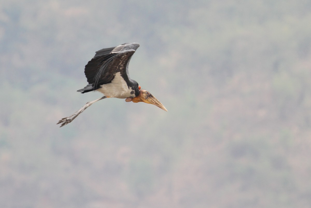 Greater Adjutant - Christoph Moning