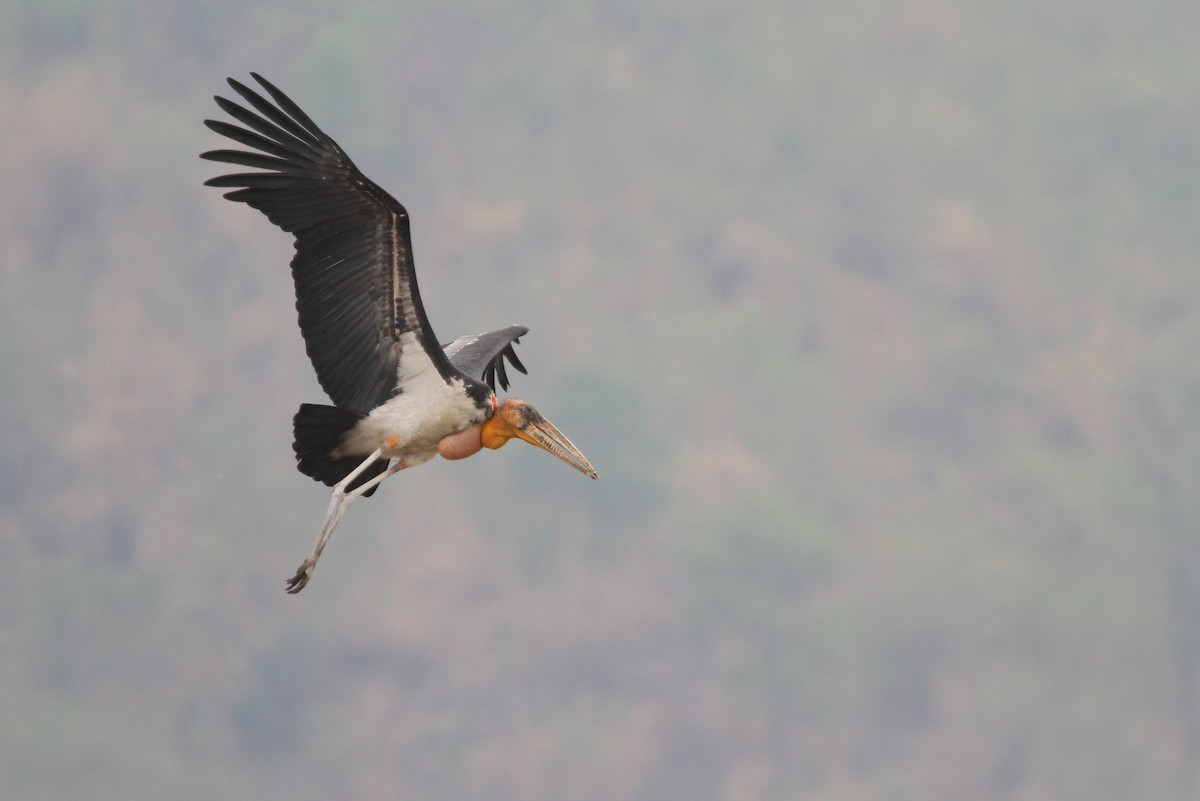 Greater Adjutant - Christoph Moning