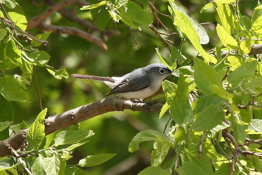 Gobemoucheron gris-bleu - ML70899201