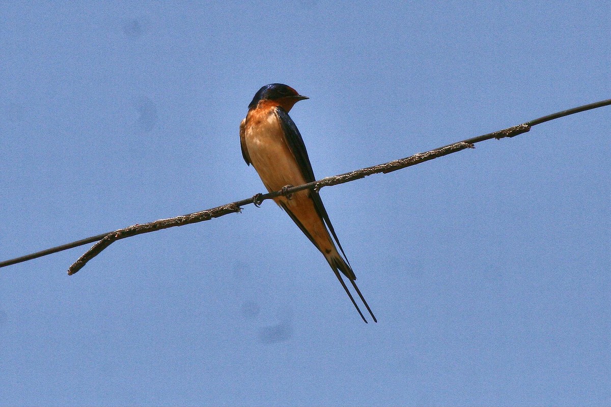 Barn Swallow - Jonathan Plissner