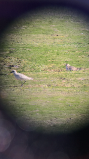 American Golden-Plover - ML70899671