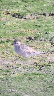 American Golden-Plover - ML70899771