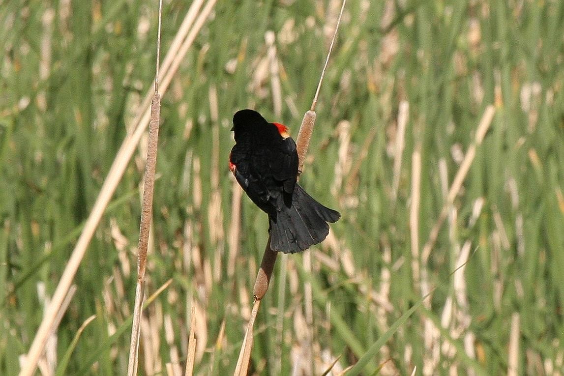 Red-winged Blackbird - Jonathan Plissner