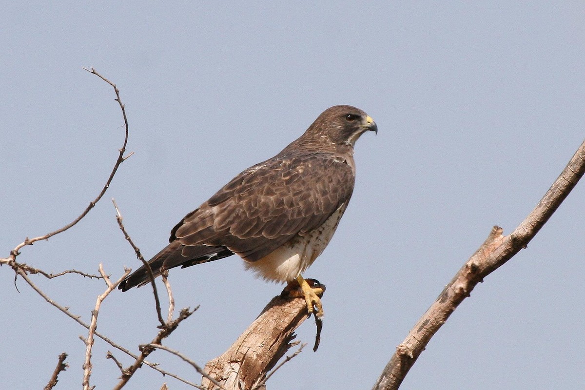 Swainson's Hawk - ML70900821