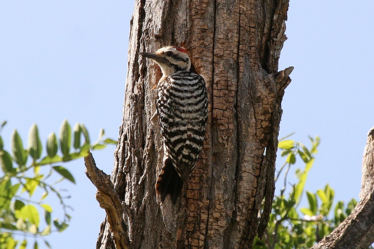 Ladder-backed Woodpecker - ML70900891