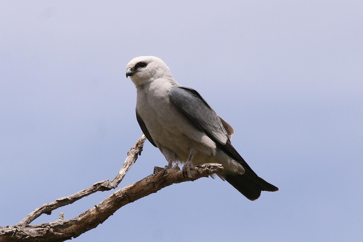 Миссисипский коршун - ML70901161