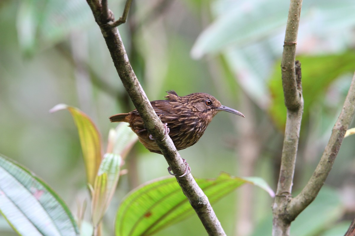 Long-billed Wren-Babbler - Christoph Moning