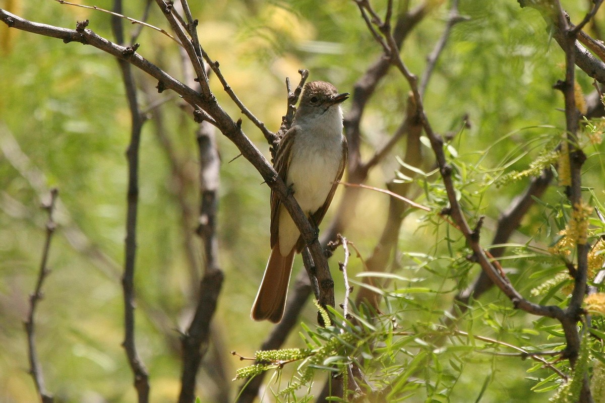 Ash-throated Flycatcher - ML70904031