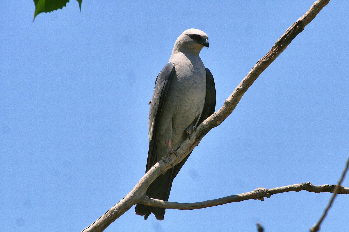 Mississippi Kite - Jonathan Plissner