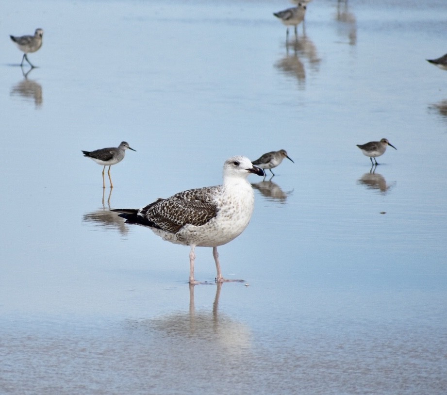 Lesser Yellowlegs - ML70904991