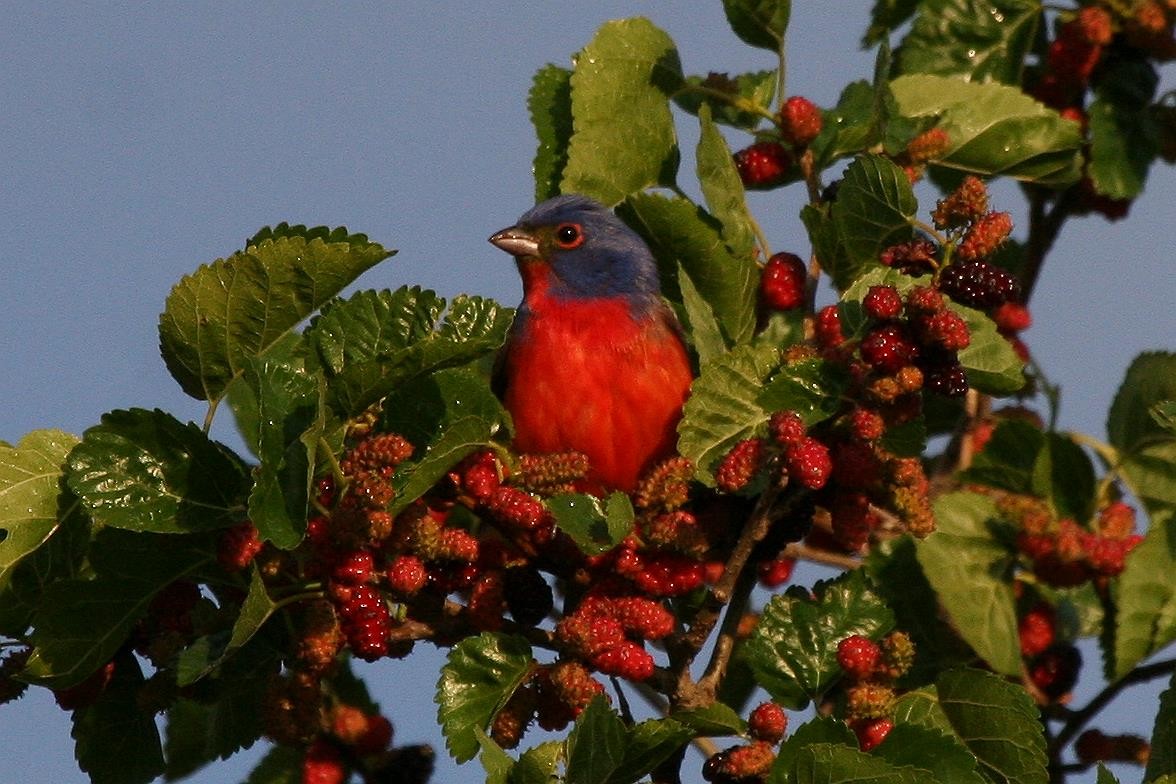 Painted Bunting - Jonathan Plissner