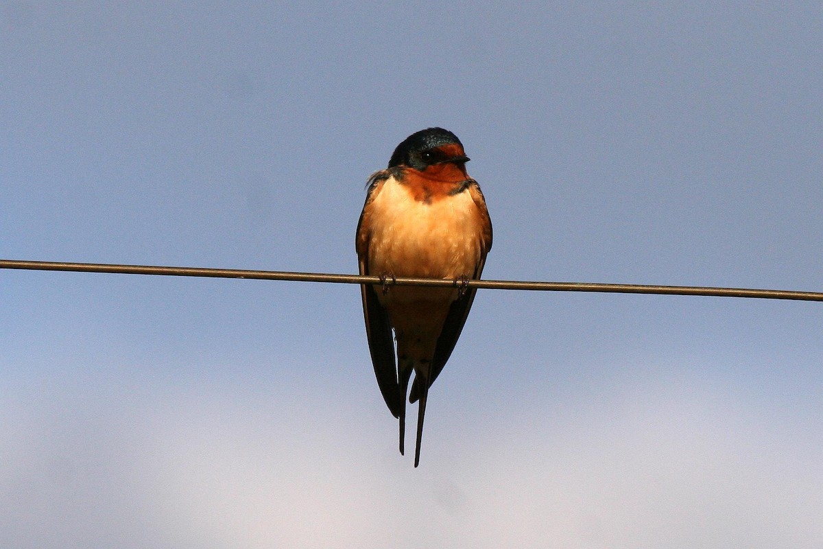 Barn Swallow - ML70905721