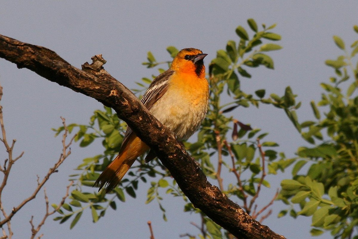 Oriole de Bullock - ML70905751