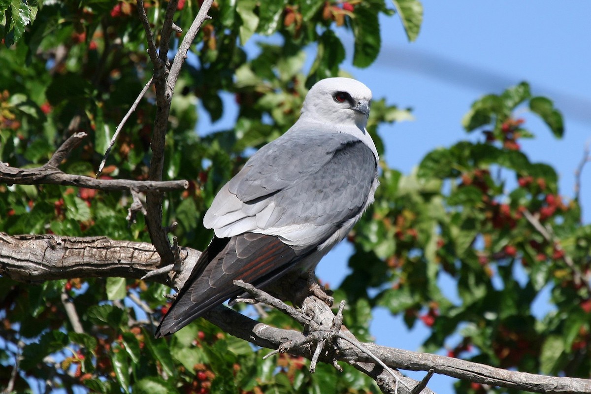 Mississippi Kite - Jonathan Plissner