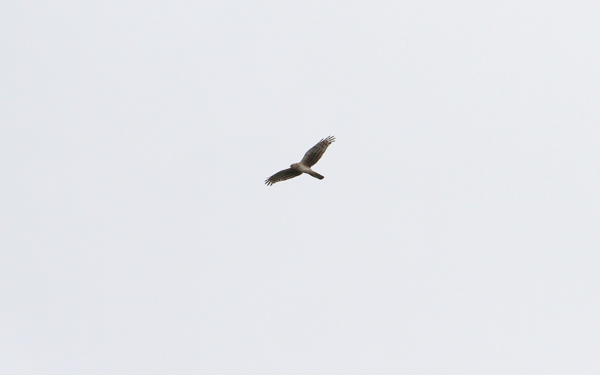 Hen Harrier - Christoph Moning