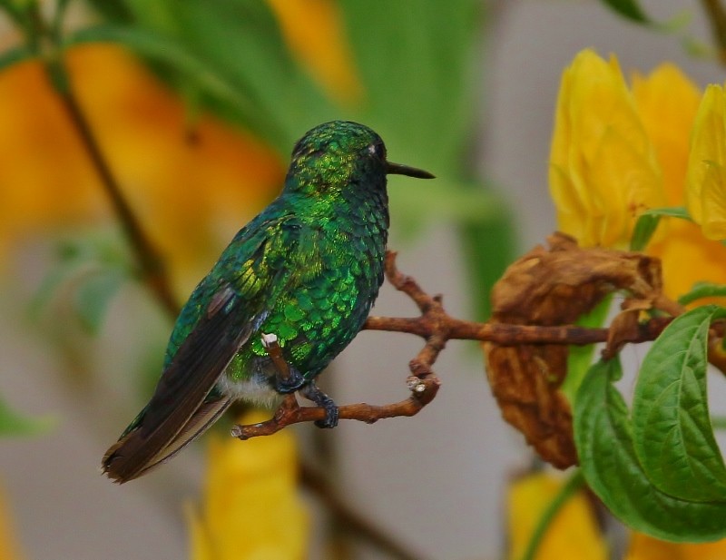 Narrow-tailed Emerald - ML709070