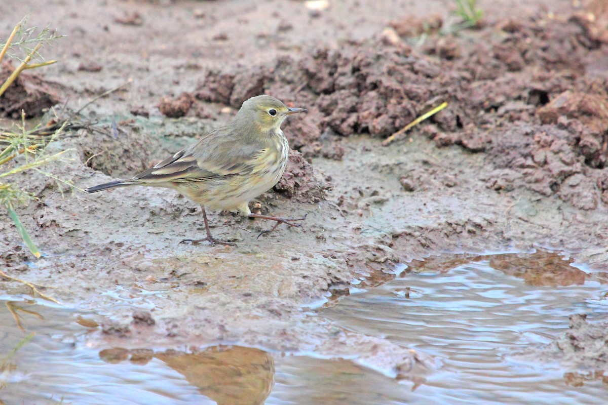 American Pipit - ML70908141