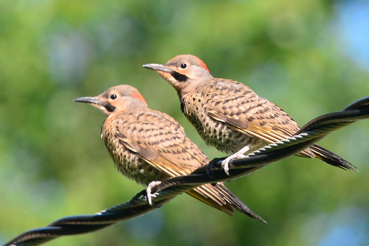 Northern Flicker (Yellow-shafted) - ML70908921