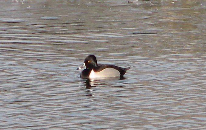 Ring-necked Duck - ML70910811