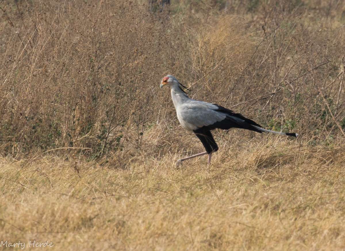 Secretarybird - ML70912451