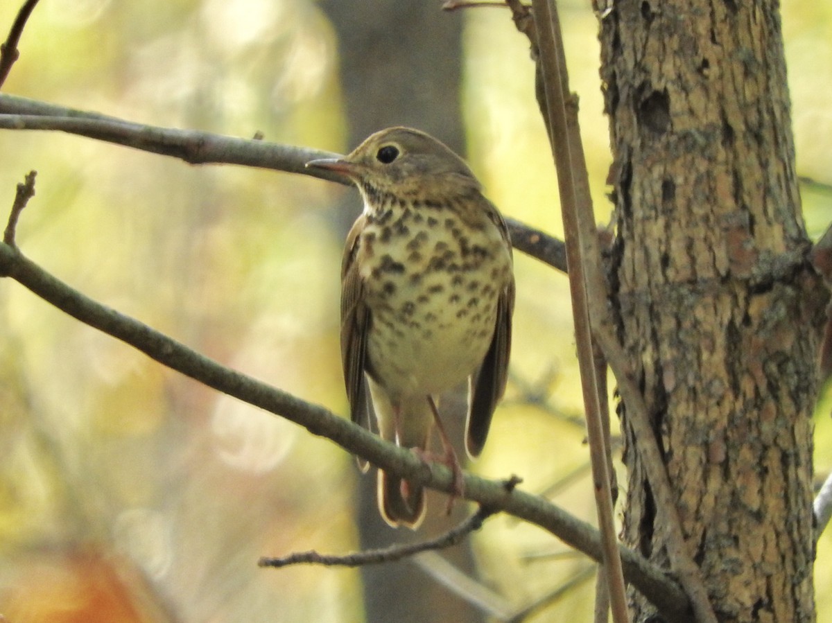 Hermit Thrush - ML70915611