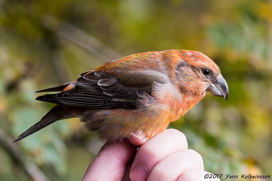 Parrot Crossbill - ML70916501