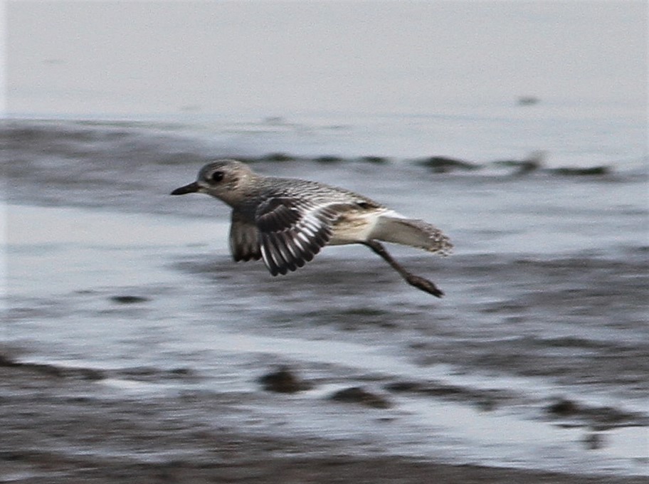 Black-bellied Plover - ML70916641