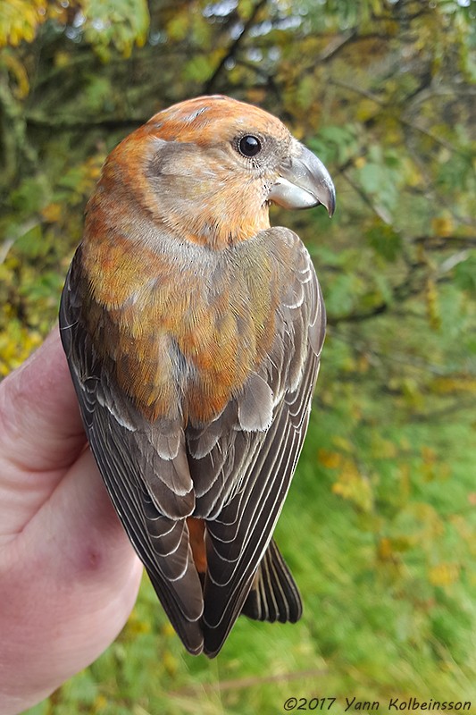 Parrot Crossbill - Yann Kolbeinsson