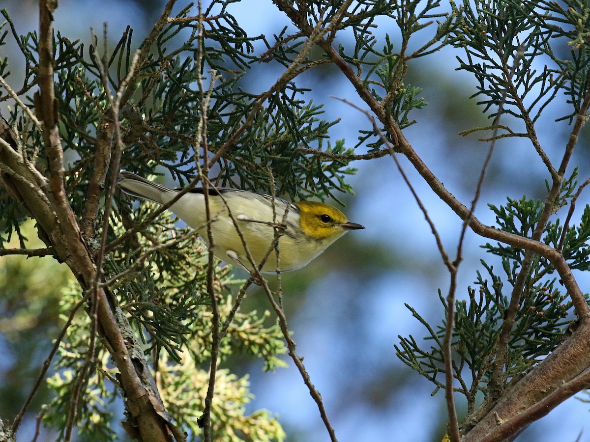 Black-throated Green Warbler - ML70917261