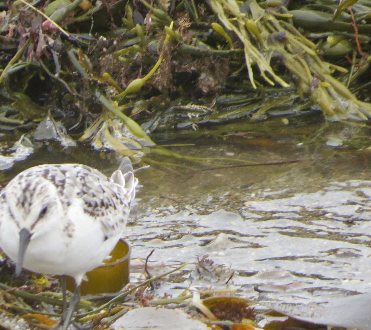 Sanderling - ML70918291