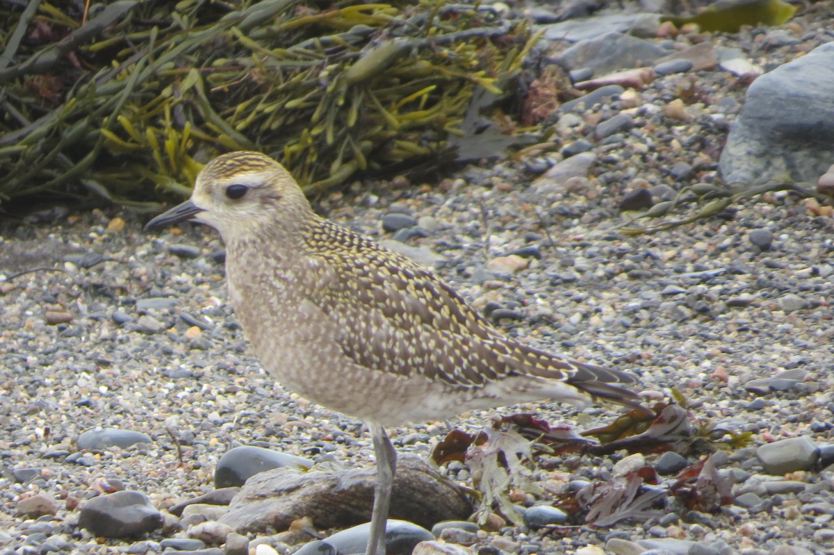 American Golden-Plover - Jeanne-Marie Maher