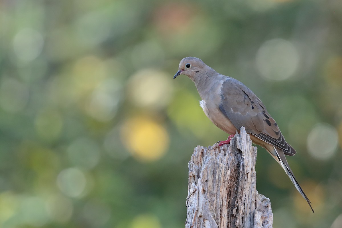 Mourning Dove - ML70919121