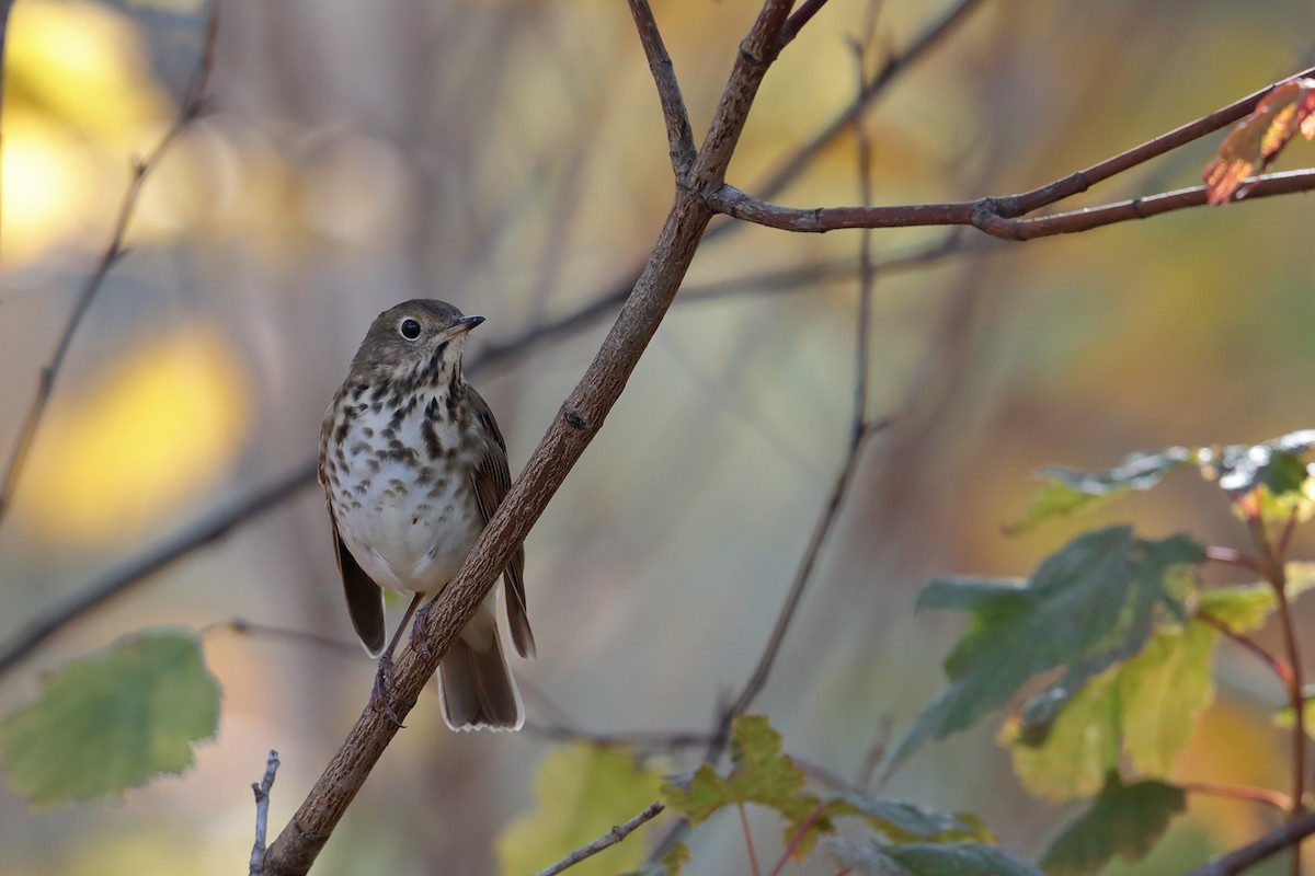 Hermit Thrush - ML70919231