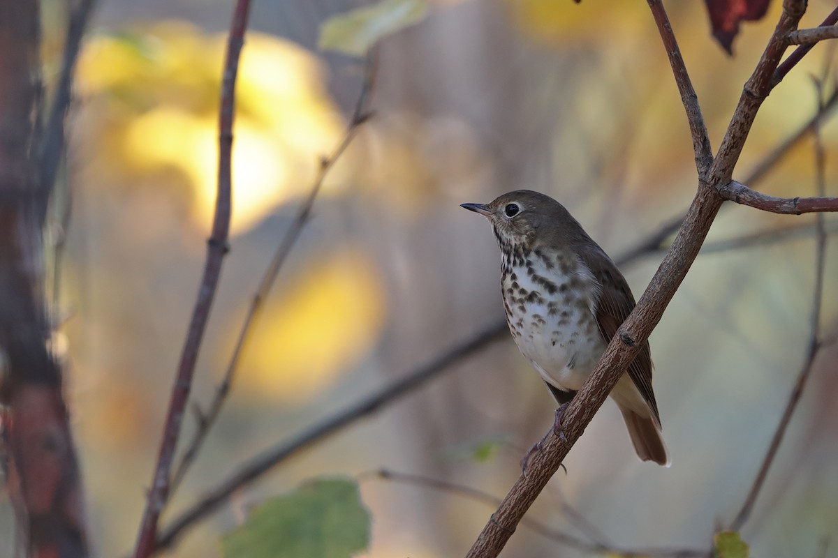 Hermit Thrush - ML70919241