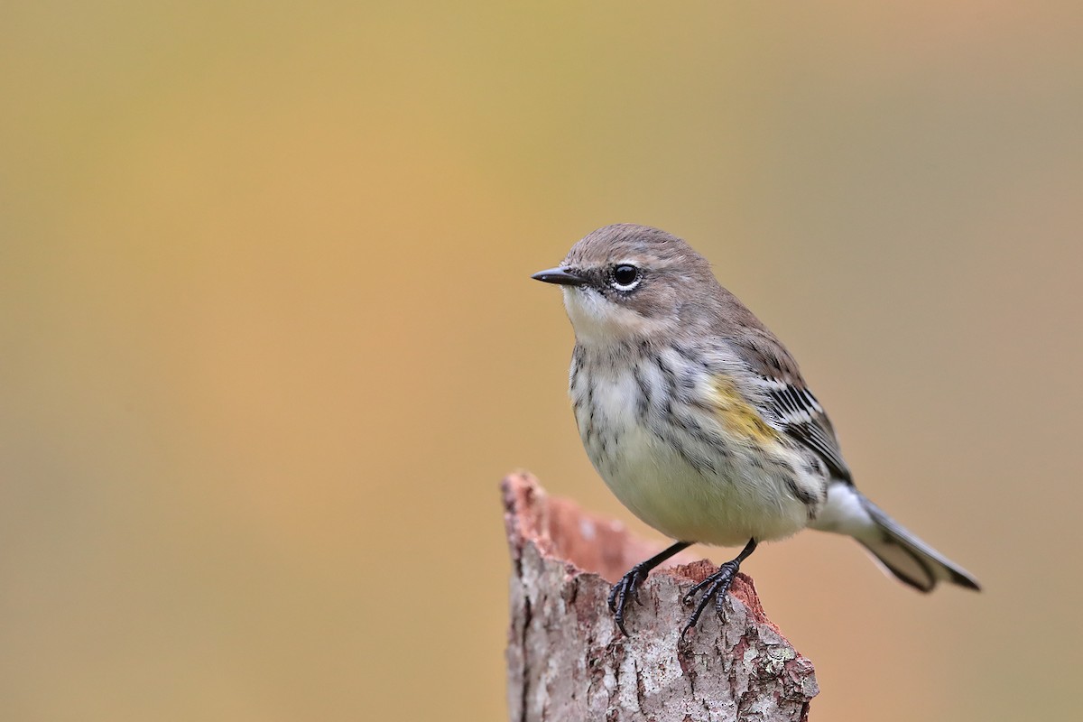 Yellow-rumped Warbler - ML70919291