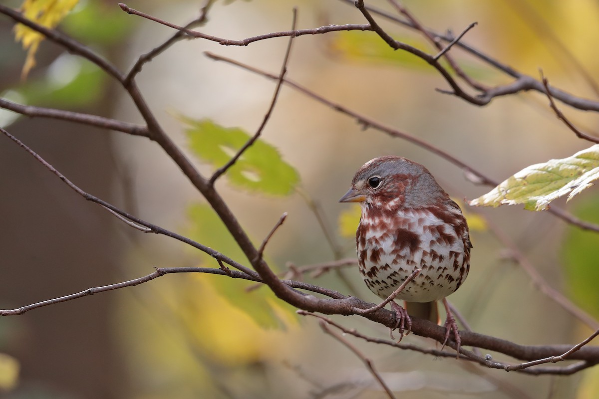 Fox Sparrow - ML70919311