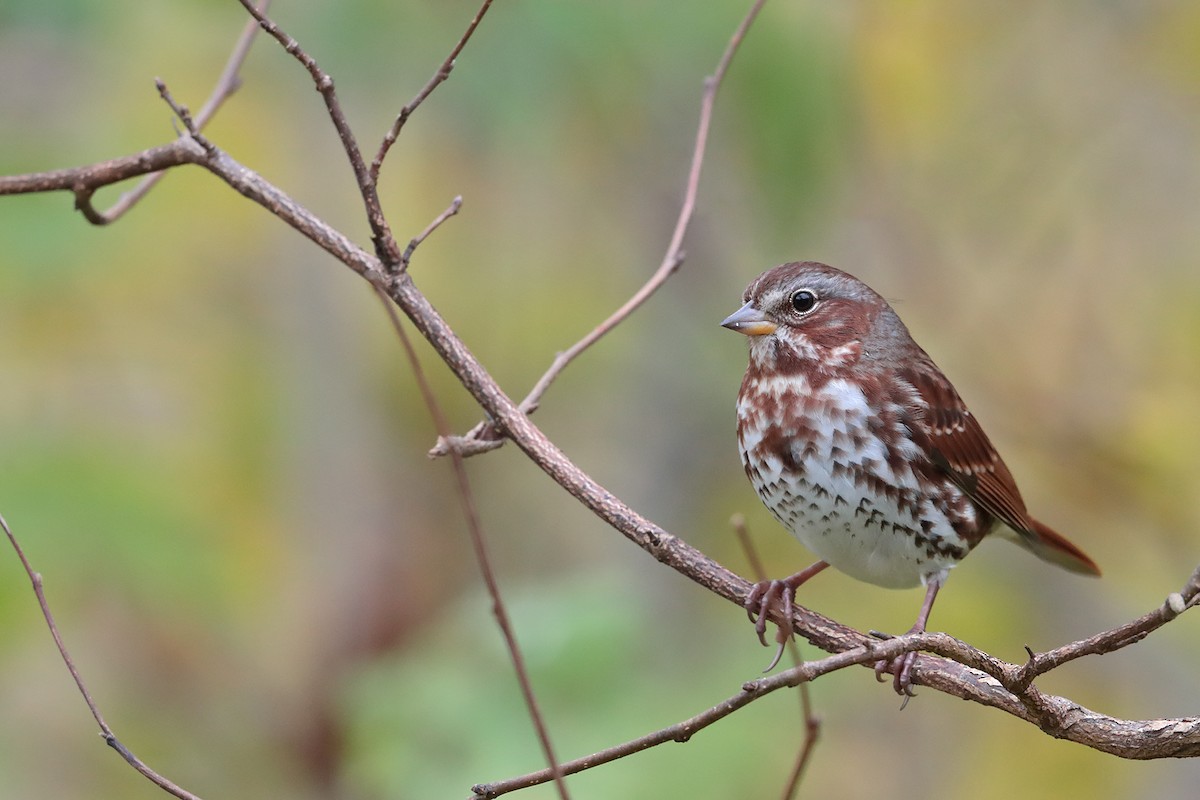 Fox Sparrow - bellemare celine