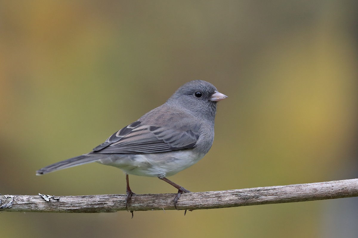 Dark-eyed Junco - ML70919361