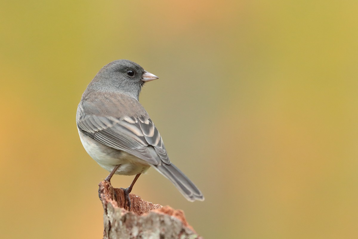 Dark-eyed Junco - ML70919371