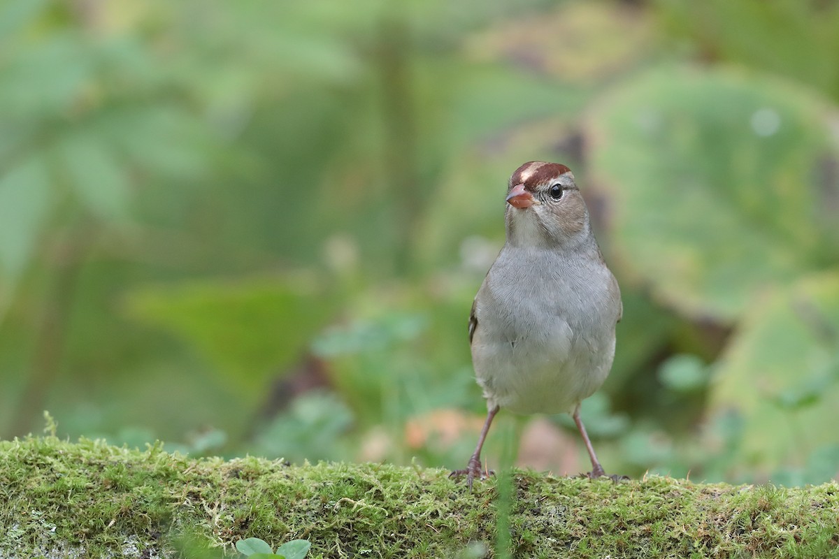 White-crowned Sparrow - ML70919451
