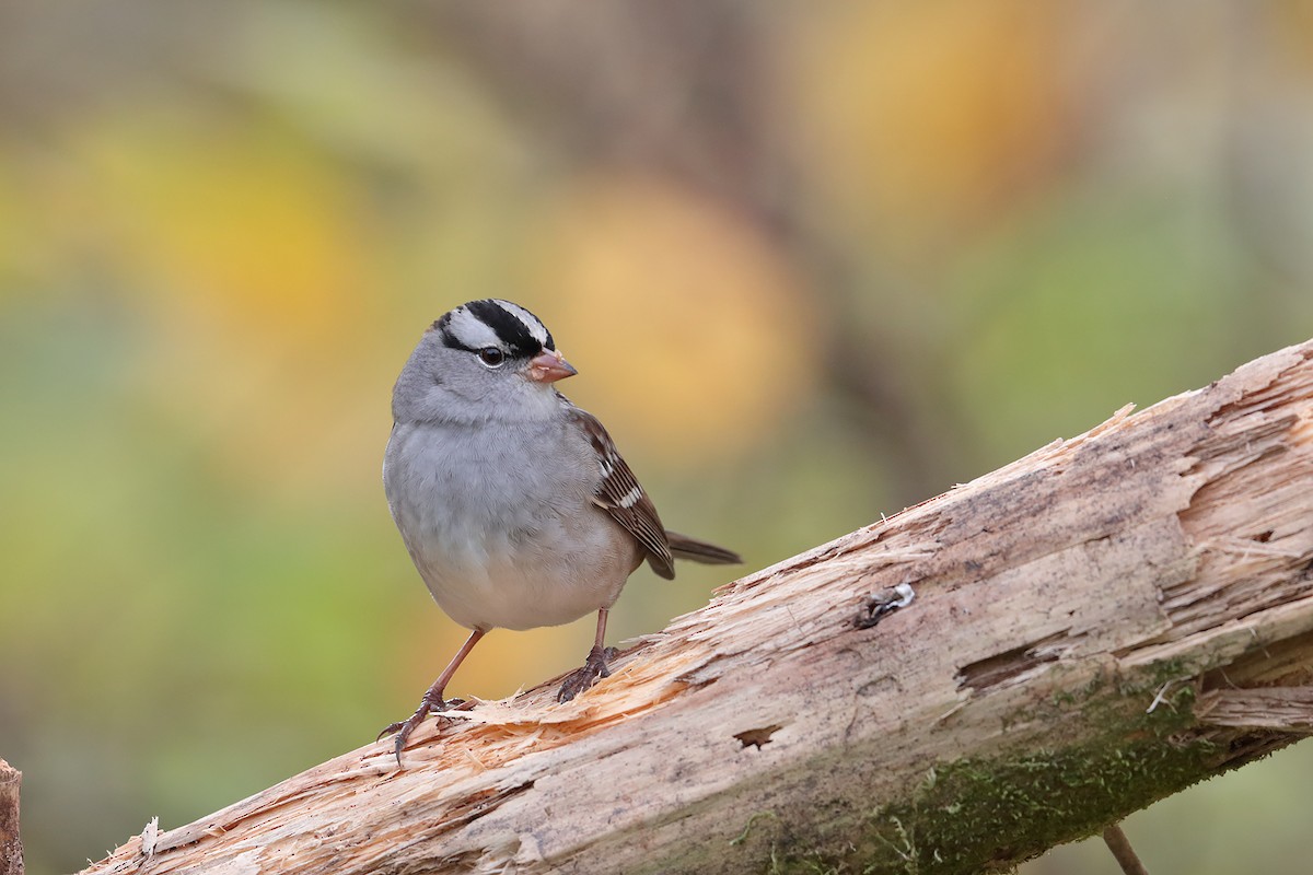 White-crowned Sparrow - ML70919461