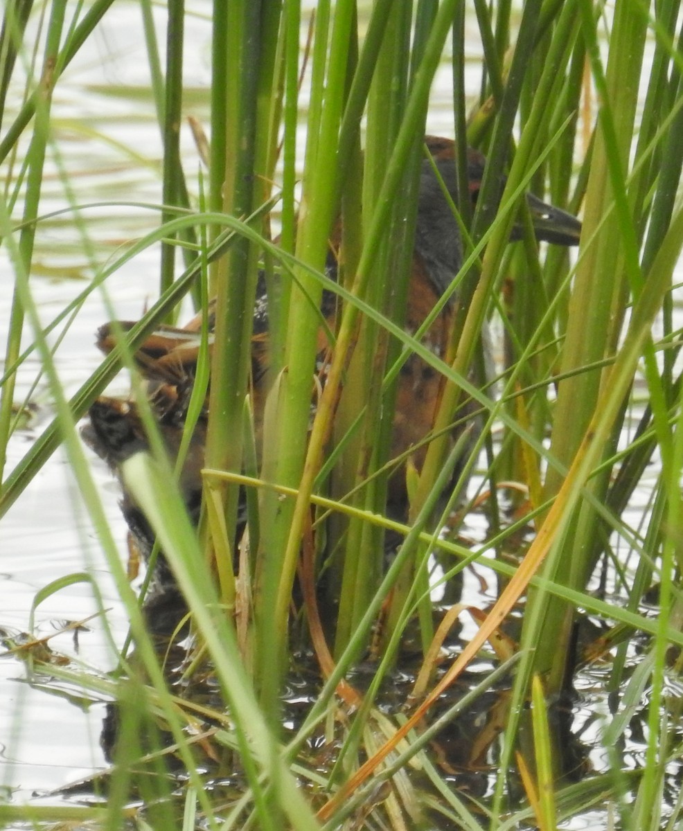 Baillon's Crake (Australasian) - Colin Trainor