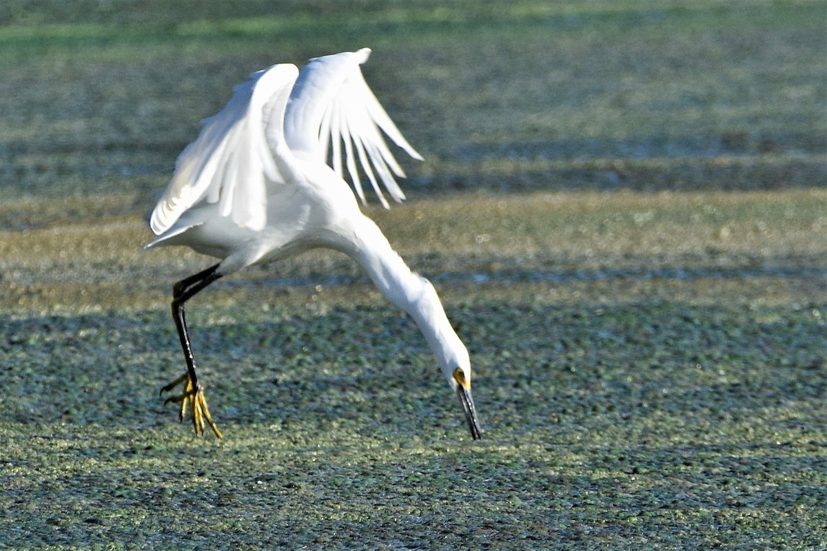 Snowy Egret - ML70923261