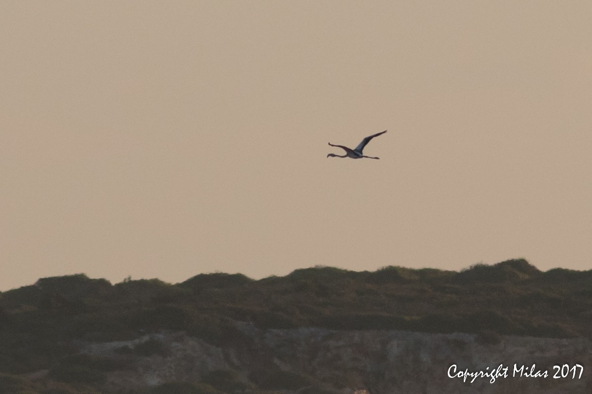 Greater Flamingo - ML70923661