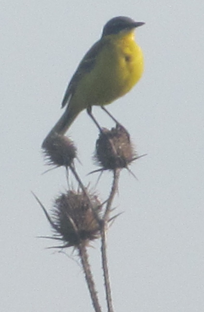 Western Yellow Wagtail (flava) - ML709247