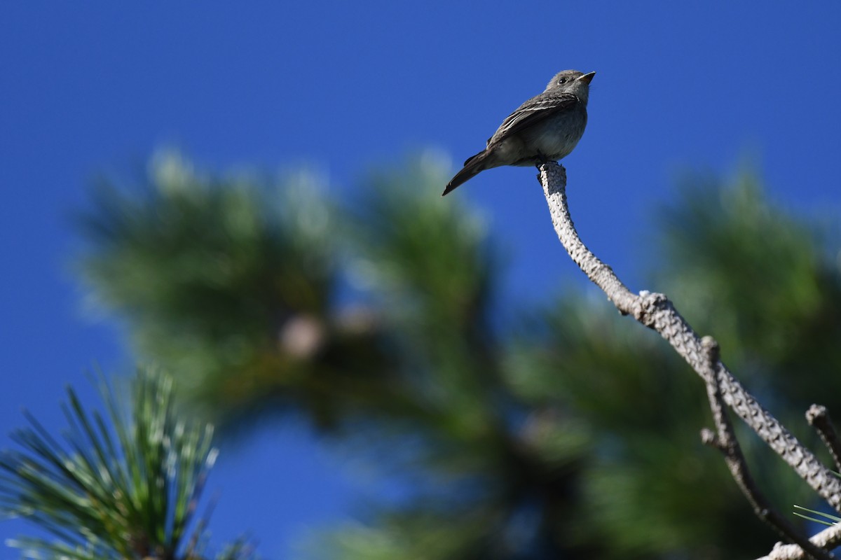 Western Wood-Pewee - ML70925401